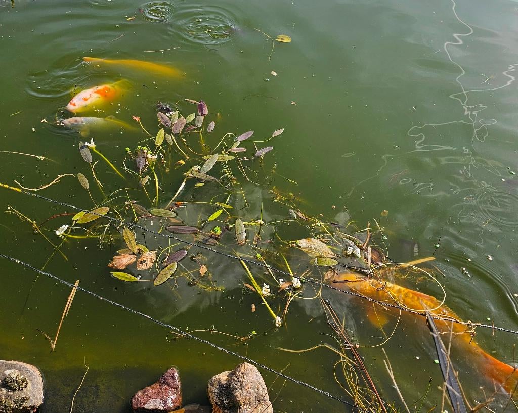 6x grote Koi Karpers koop 1 1x, Dieren en Toebehoren, Karper of Koi