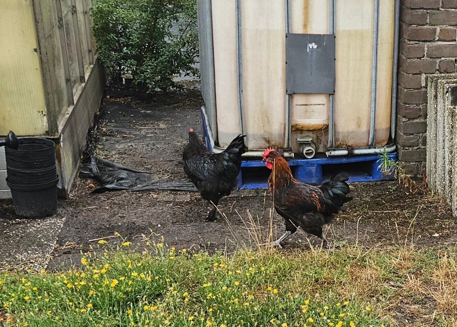 5 jonge hanen, Dieren en Toebehoren, Pluimvee, Mannelijk, Kip