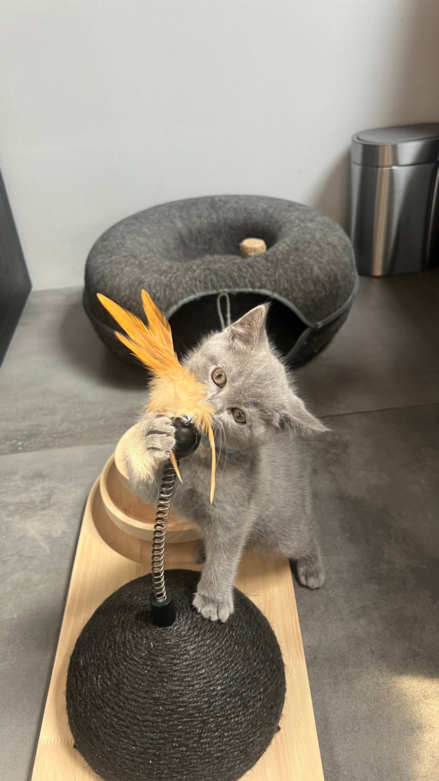 De allerschattigste brits korthaar kittens, Dieren en Toebehoren, Katten en Kittens | Raskatten | Korthaar, Meerdere dieren, Gechipt