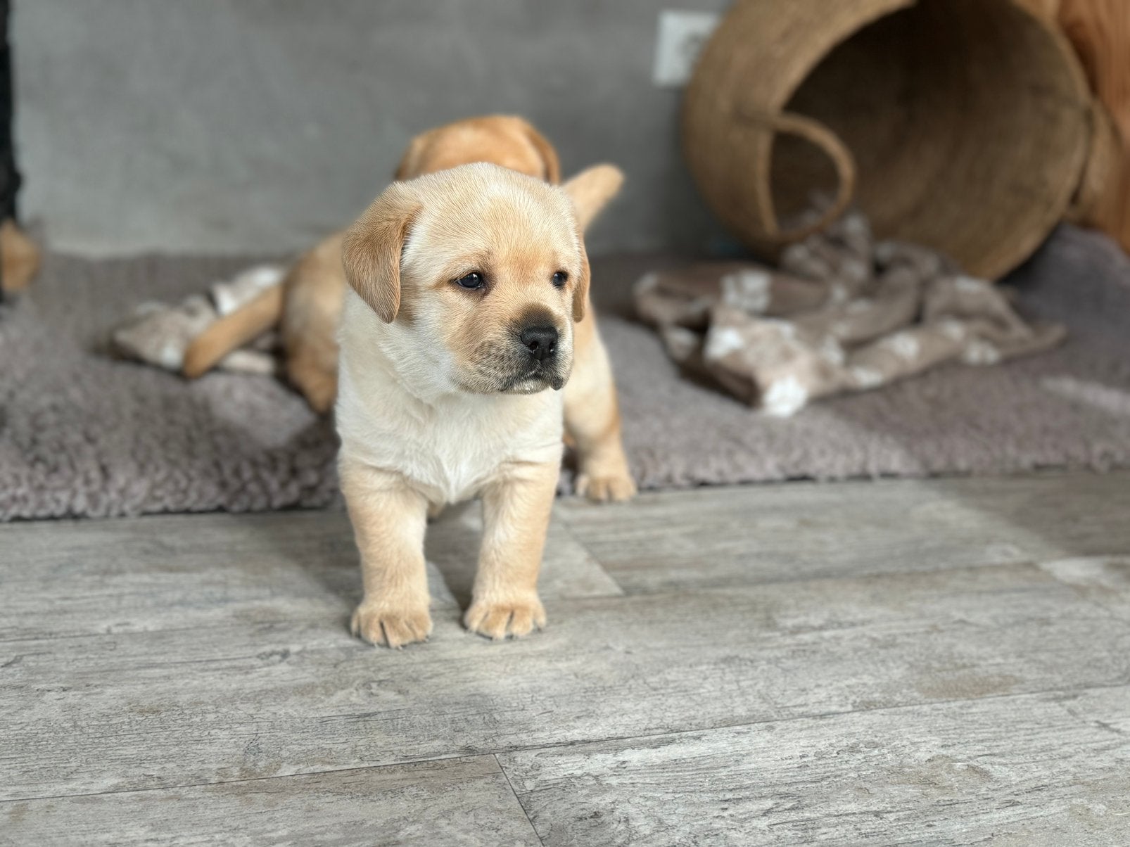 Nog 1 prachtige labrador reu, Dieren en Toebehoren, Parvo, Reu, 8 tot 15 weken, Labrador retriever