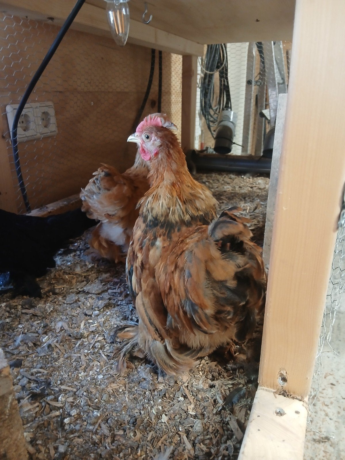 gratis hanen, Dieren en Toebehoren, Pluimvee, Mannelijk, Kip