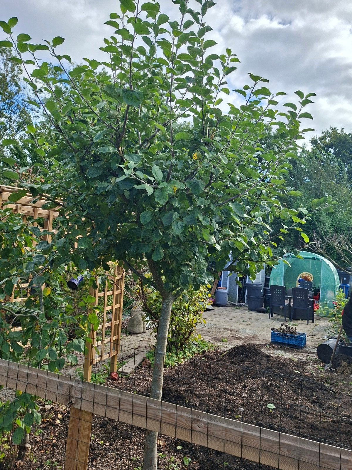 Goudreinet hoogstam, Ophalen, 250 tot 400 cm, Appelboom, Lente