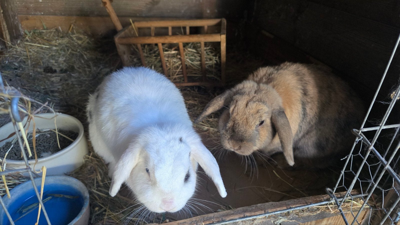 Goed thuis gezocht voor konijnen koppel hangoor, Dieren en Toebehoren, Meerdere dieren, Hangoor, 3 tot 5 jaar