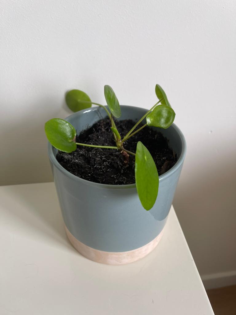 Pannenkoekenplant - Pilea peperomioides, Huis en Inrichting, Kamerplanten, Ophalen, Overige soorten, Halfschaduw, In pot