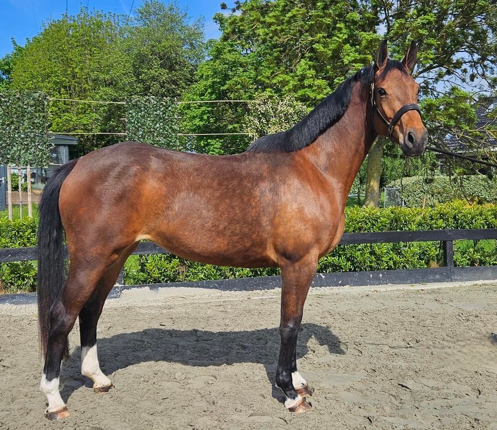 4 jarige springmerrie v. ELDORADO uit TOP sportlijn, Merrie, 165 tot 170 cm, Springpaard, 3 tot 6 jaar