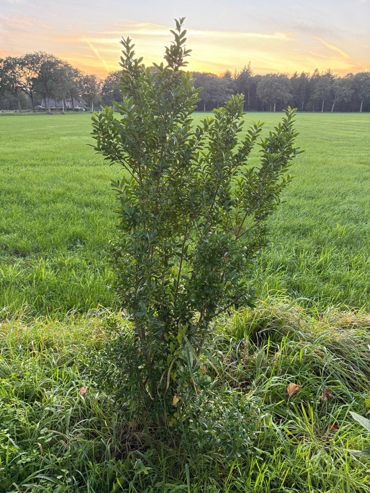 Diverse vaste planten en haagjes, Ophalen, Overige soorten, Minder dan 100 cm