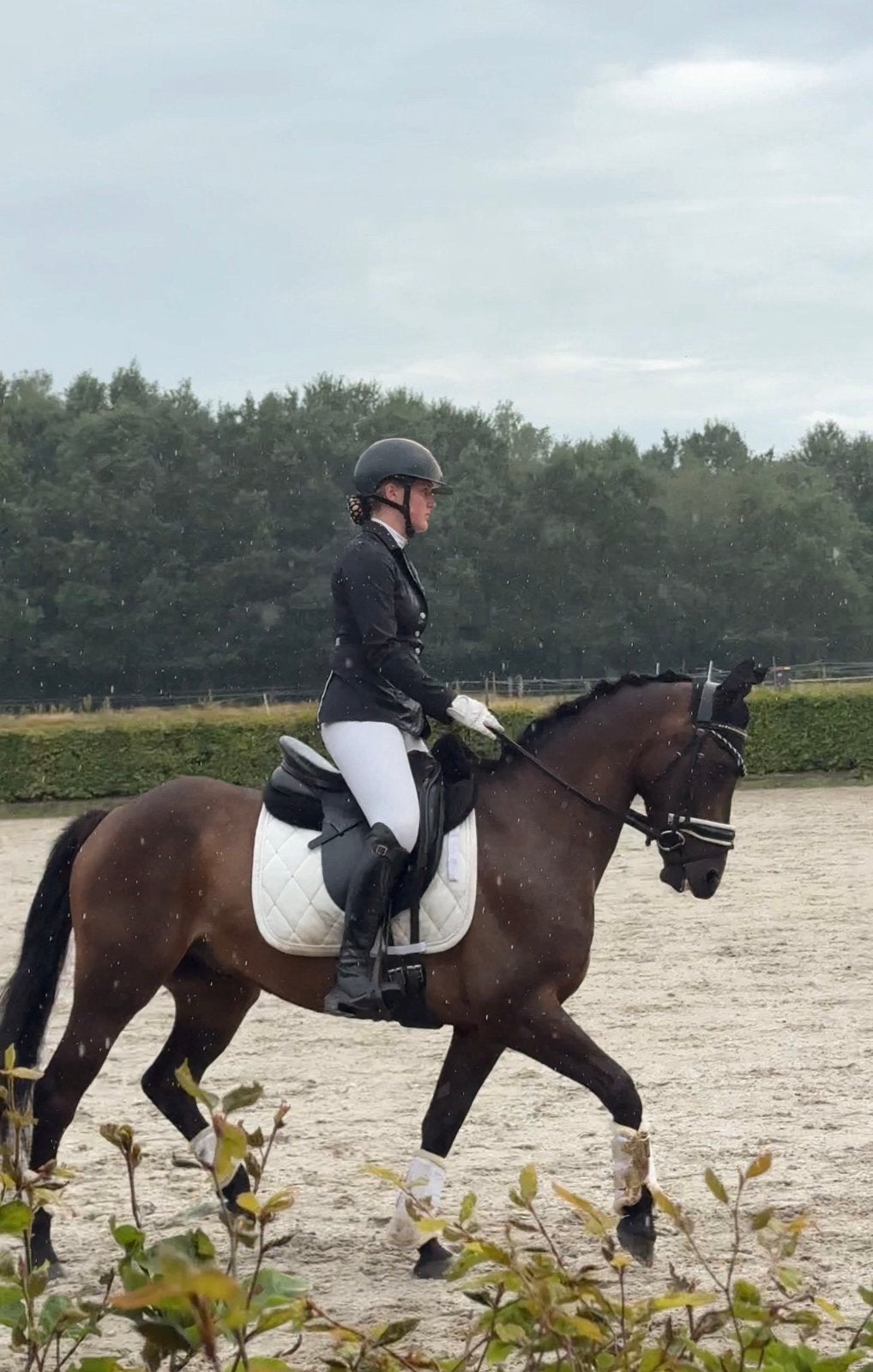 Leuke 6-jarige allround D pony, Gechipt, Ruin, 3 tot 6 jaar, L