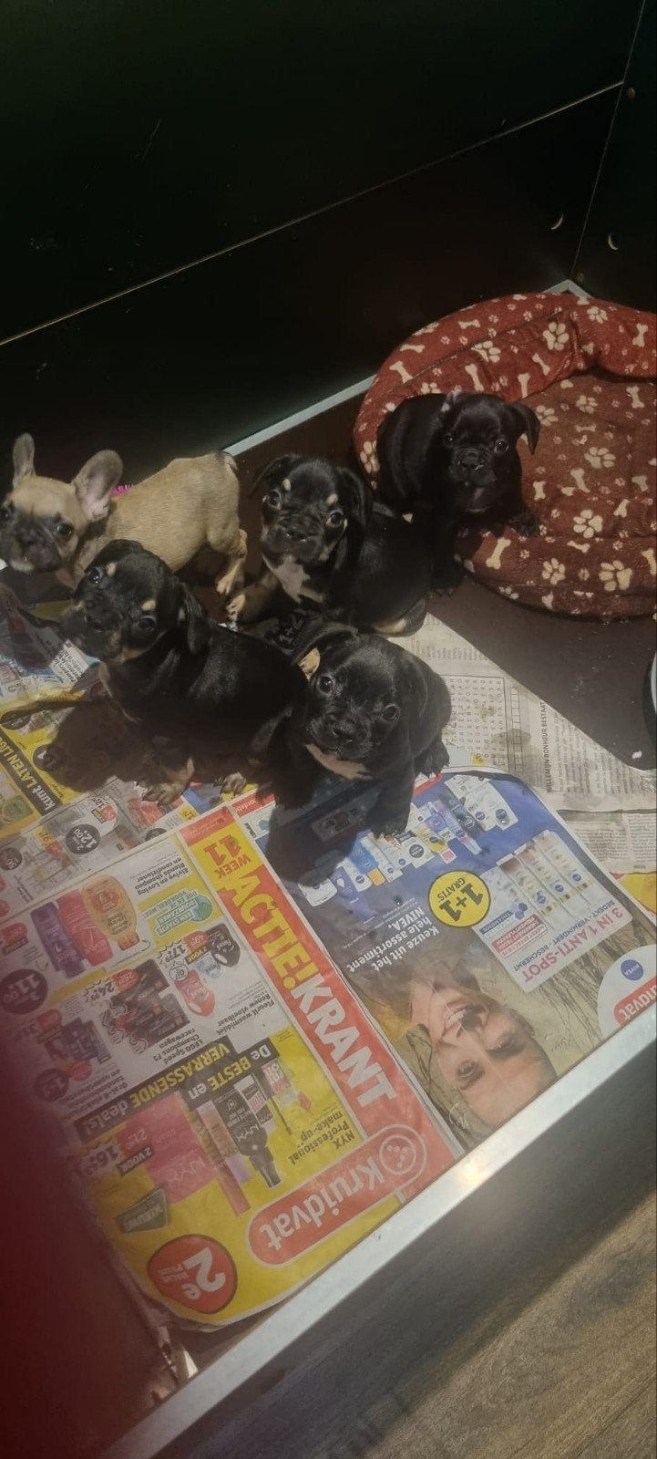 Franse buldog pups, Dieren en Toebehoren, Teef, Bulldog, Meerdere, Nederland