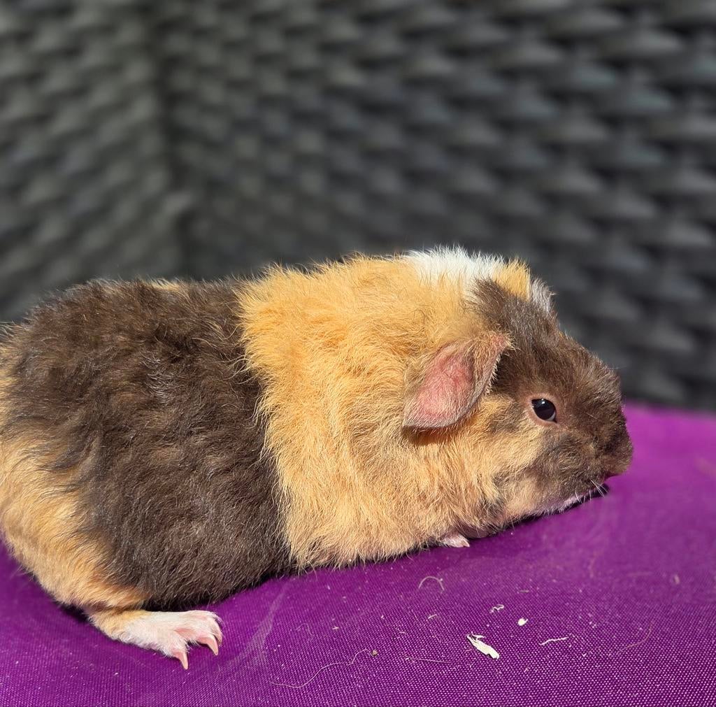 Beren us teddy duo beschikbaar 🥰, April, Mannelijk, Cavia