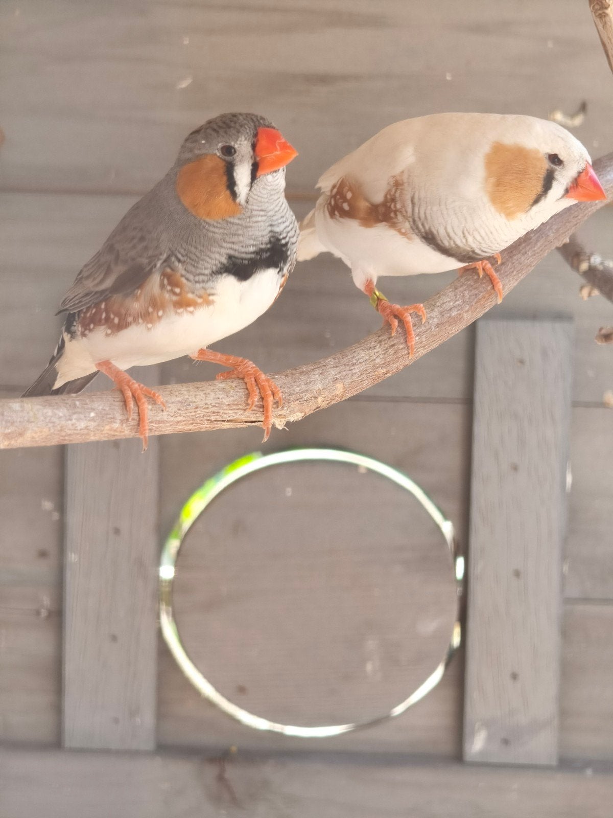 Zebravinken, Meerdere dieren