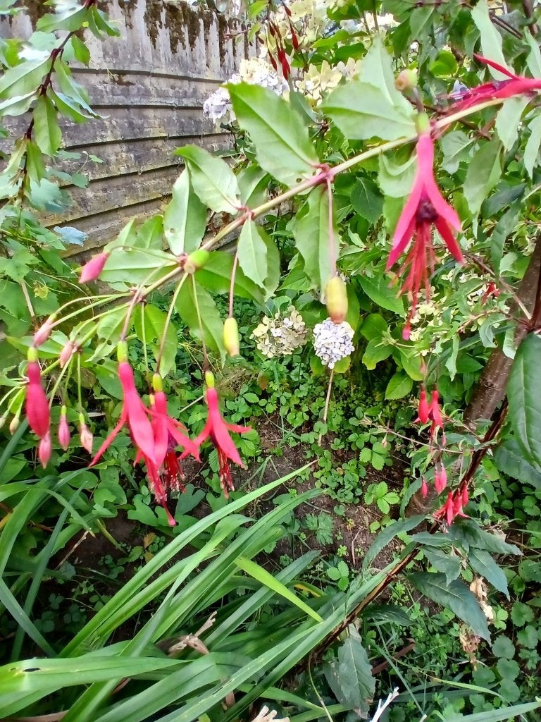 Hoge, vorstbestendige struik Fuchsia meerjarige tuinplant, Tuin en Terras, Ophalen, Overige soorten, Struik, 100 tot 250 cm