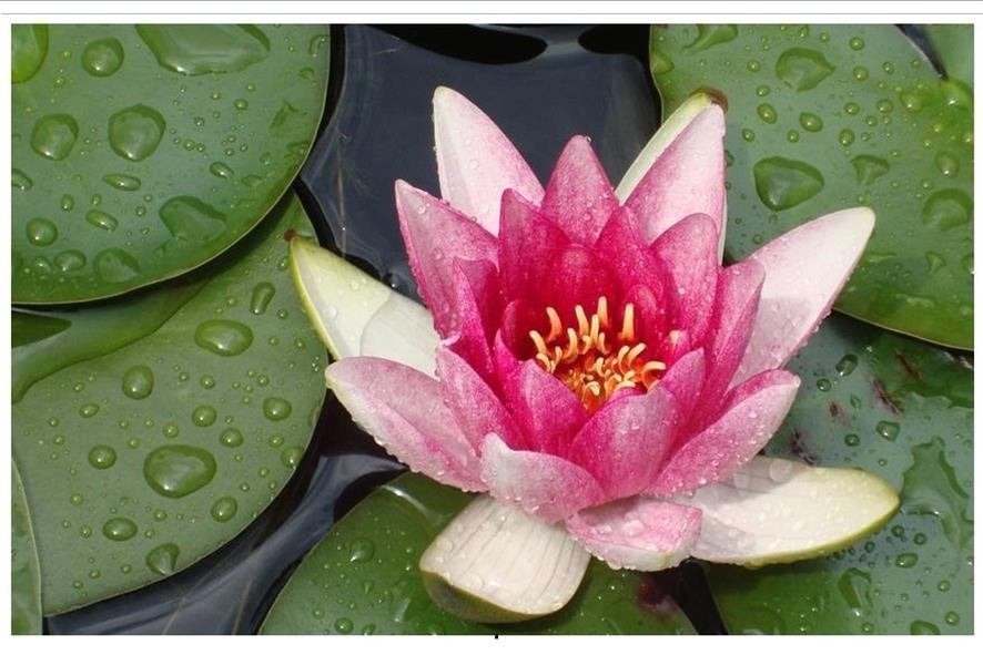 ROZE WATERLELIE, Vaste plant, Ophalen of Verzenden, Halfschaduw, Zomer