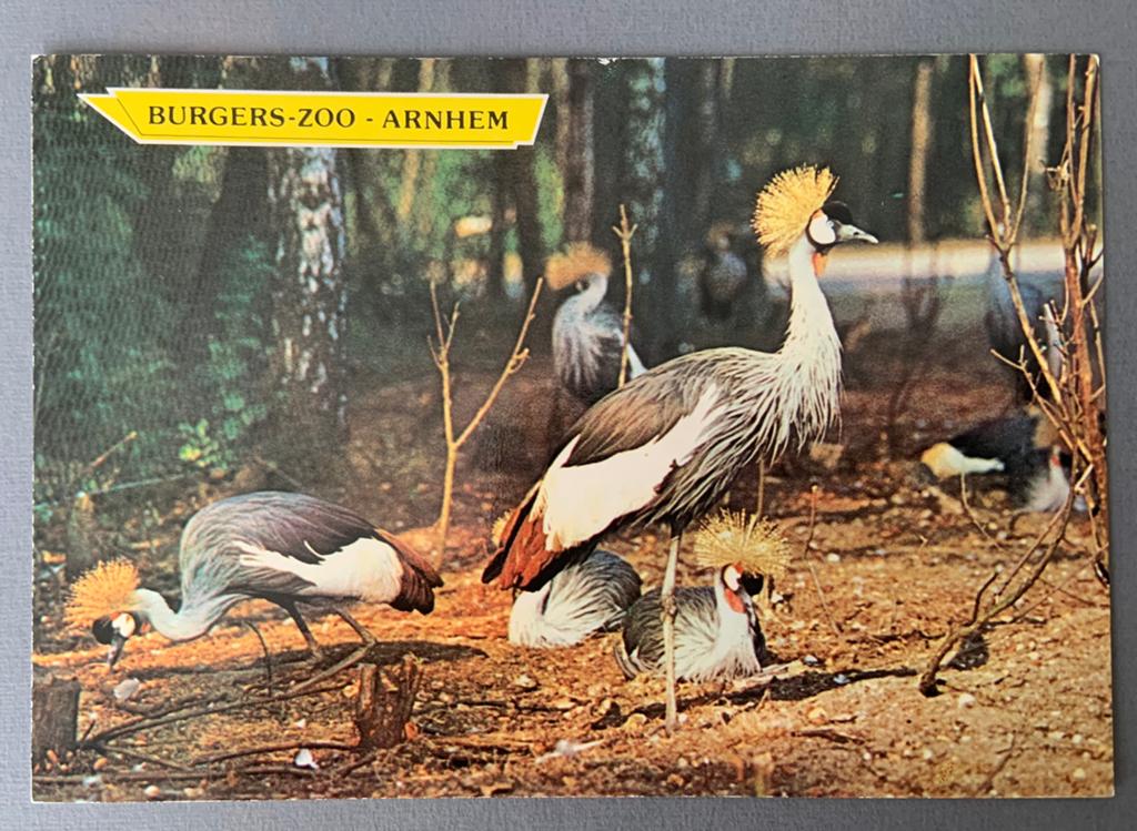 Burgers' Zoo Arnhem - Kroonkraanvogels, Verzenden, 1960 tot 1980, Ongelopen, Gelderland