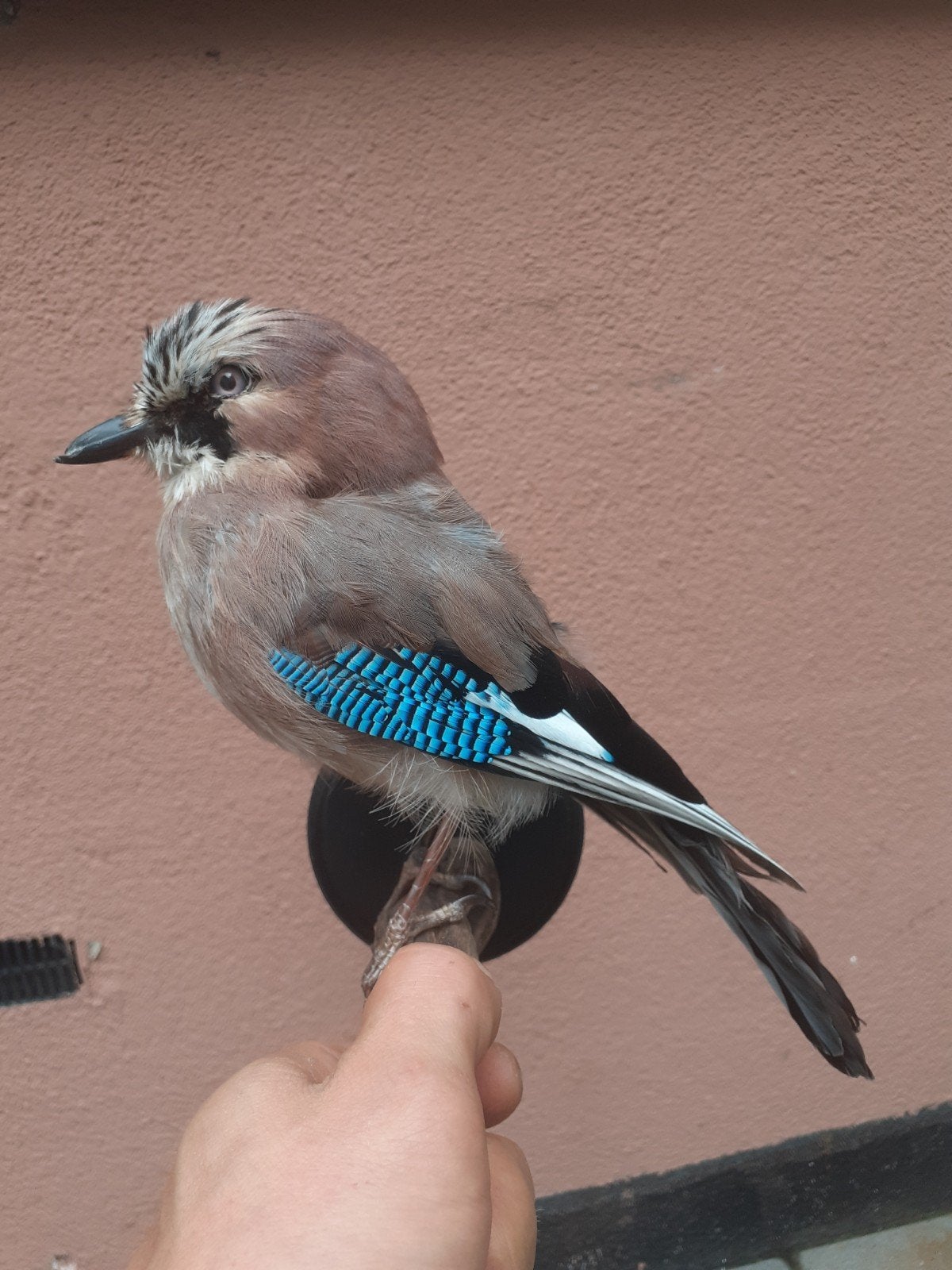 Vlaamse Gaai Taxidermie –Prachtig Natuurhistorisch Exemplaar, Ophalen of Verzenden, Zo goed als nieuw, Vogel, Opgezet dier