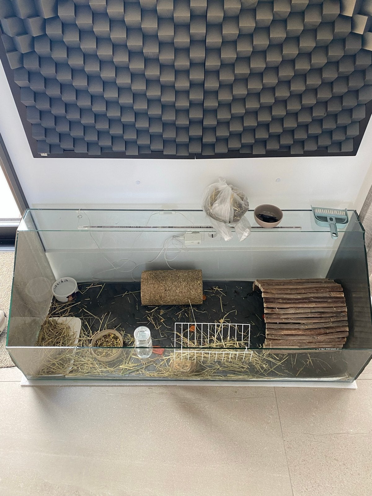 Cavias + toebehoren, Dieren en Toebehoren, Knaagdieren, Cavia, Juni, Mannelijk, Tam