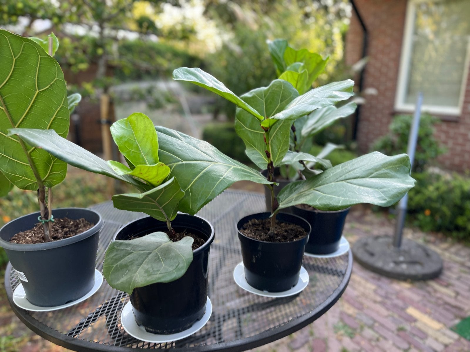 Ficus Lyrata (Tabaksplant) - Jonge planten in pot, Ophalen, Ficus, Halfschaduw, In pot