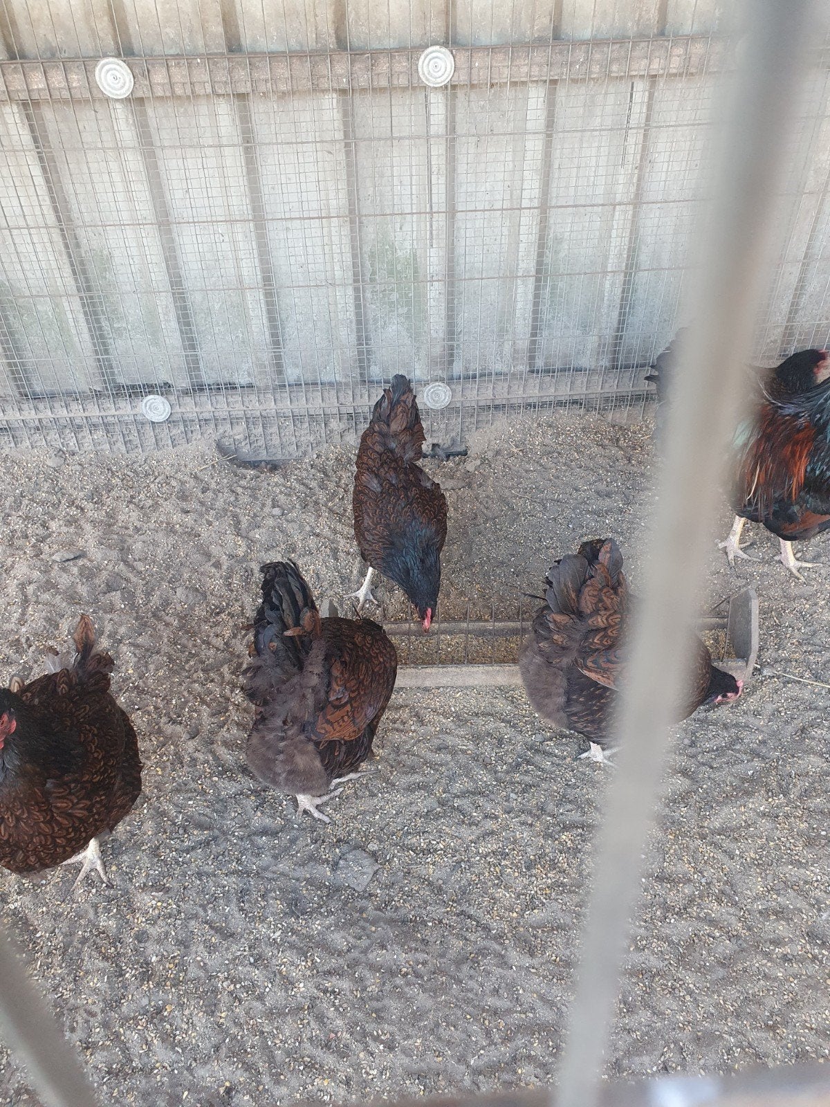 Te koop 8 dubbel gezoomde barnevelders, Dieren en Toebehoren, Pluimvee, Vrouwelijk, Kip