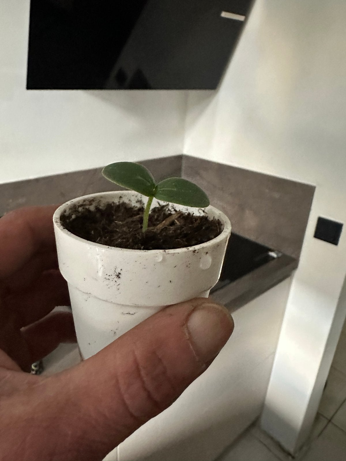 Komkommerplant stekjes - Kweek je eigen verse komkommers!, Ophalen, Volle zon, Groenteplanten, Eenjarig
