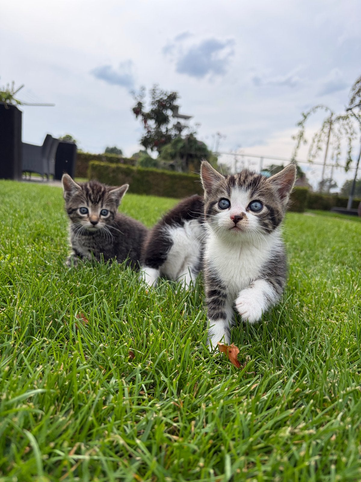 Tamme boerderij kittens te koop!, Dieren en Toebehoren, Meerdere dieren, Kortharig, 0 tot 2 jaar