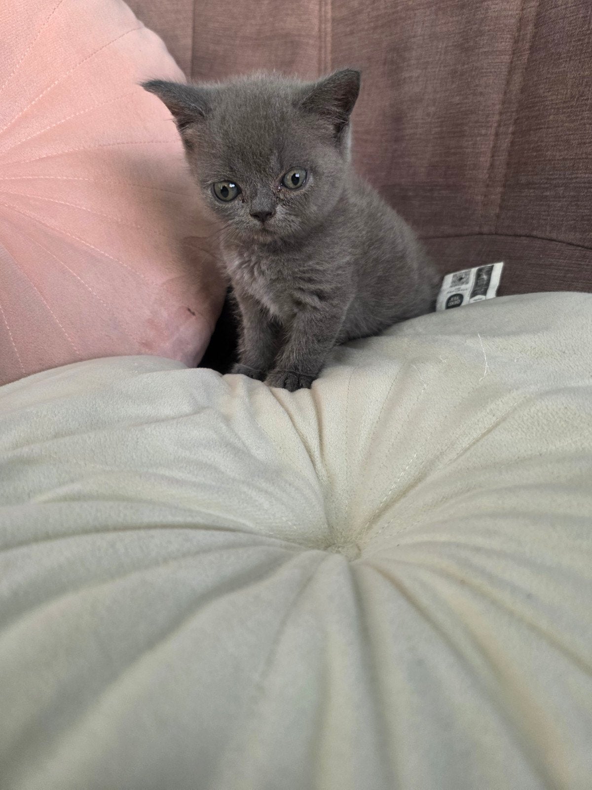 kittens Britsekorthaar zuiver, Dieren en Toebehoren, Meerdere dieren, 0 tot 2 jaar
