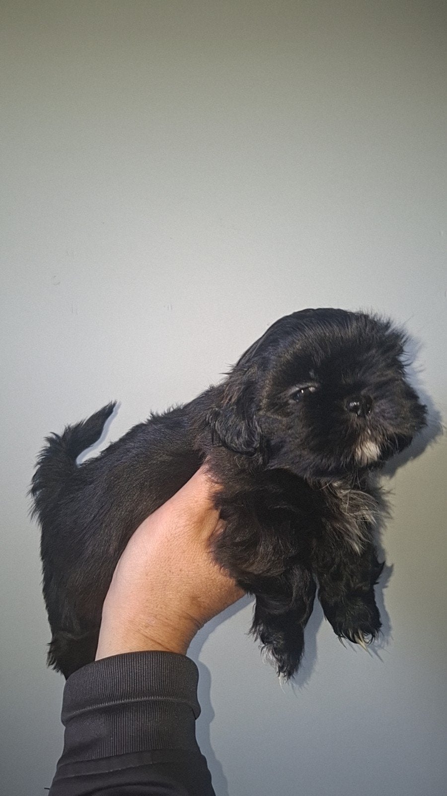 shih tzu pups (mogen over 2 week weg), Parvo, 8 tot 15 weken, Meerdere, Nederland
