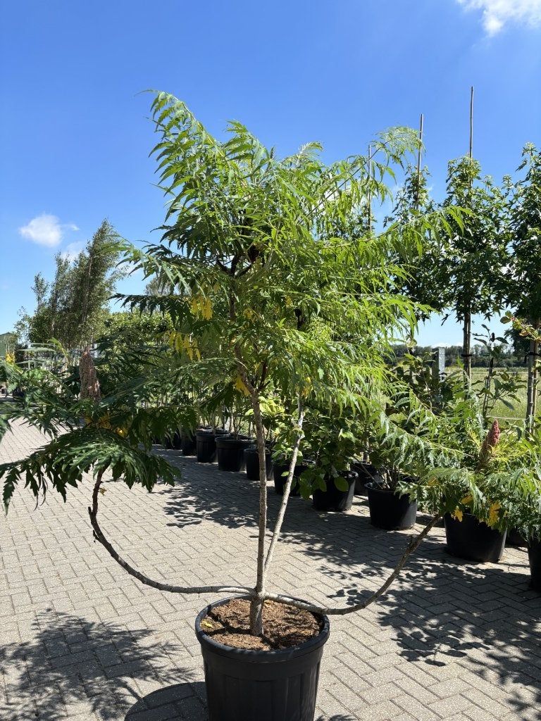 Rhus typhina ‘Dissecta’ 200/250 cm | Fluweelboom, Tuin en Terras, In pot, Bloeit niet, Halfschaduw, 100 tot 250 cm