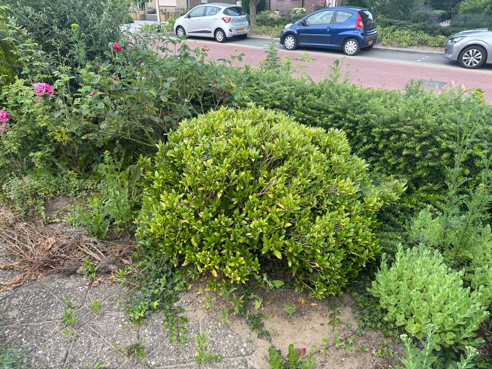 Buxus - Ideaal voor hagen en vormsnoei, Vaste plant, Bloeit niet, Halfschaduw, Ophalen