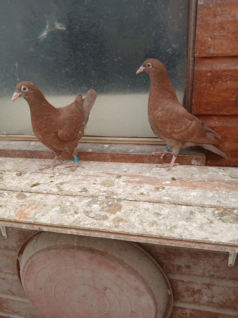 Rode postduiven, Dieren en Toebehoren, Meerdere dieren, Postduif