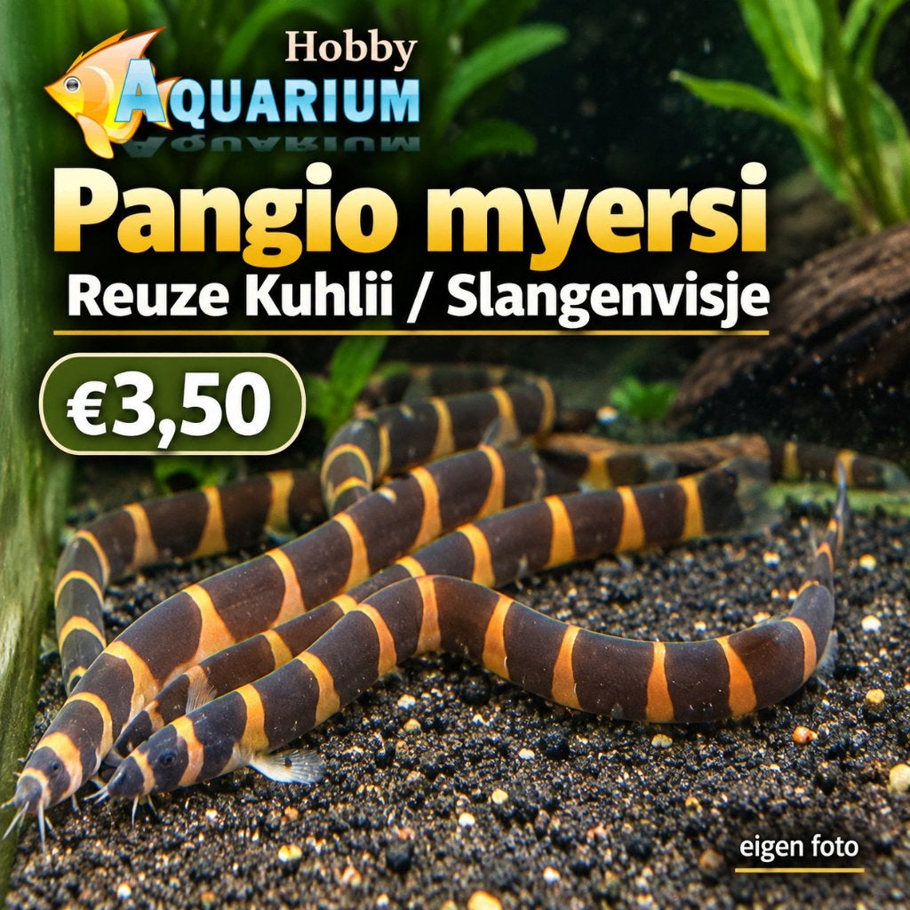Pangio myersi – Reuze Kuhlii Zondag 12/17uur, Dieren en Toebehoren, Vis, Zoetwatervis, Schoolvis