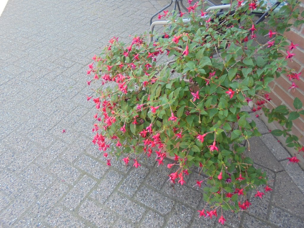 fuksia plant, Tuin en Terras, Planten | Tuinplanten, Ophalen, Overige soorten, Volle zon