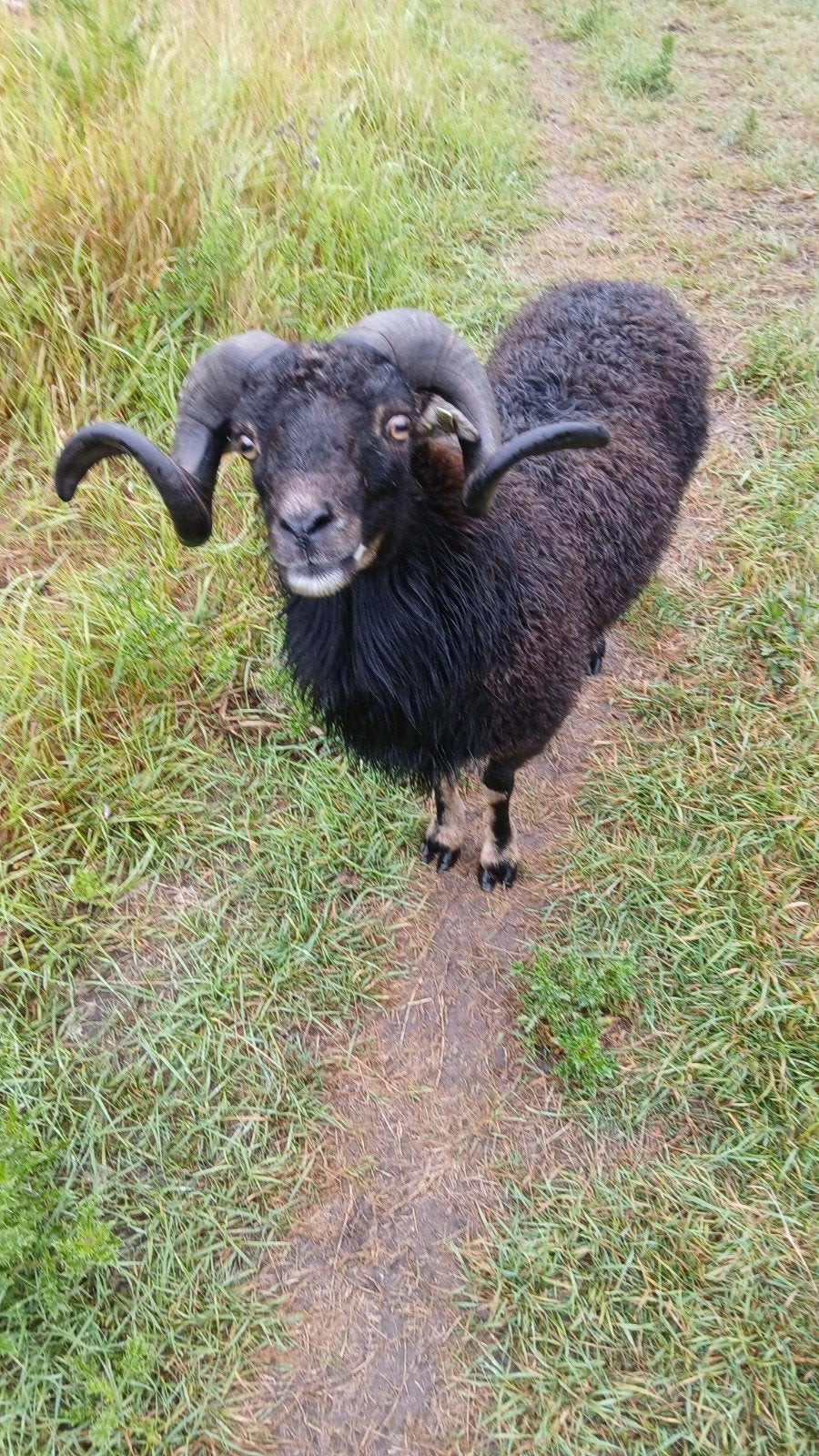 qusant ram  GRATIS, Mannelijk, Schaap