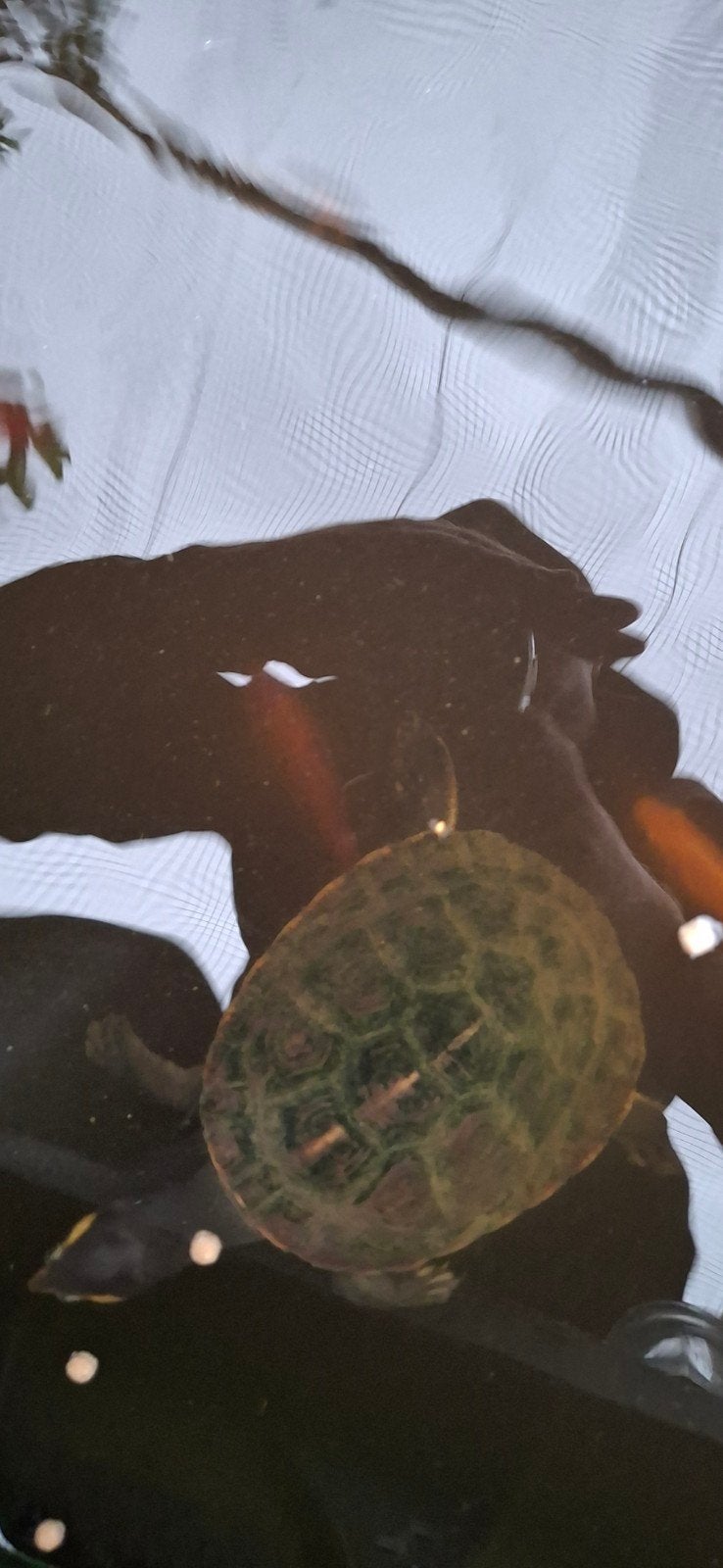 Schildpad tekoop., Schildpad, 0 tot 2 jaar