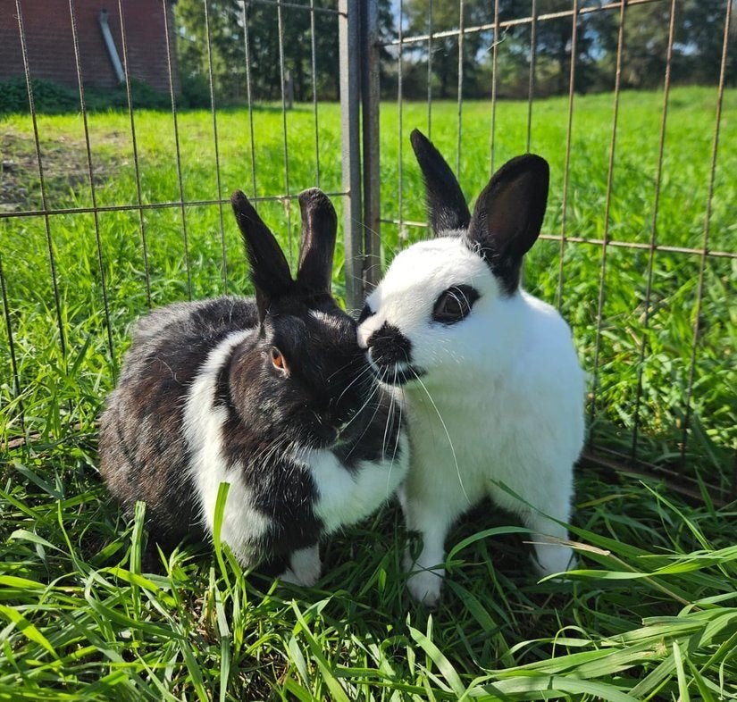 Roos & Fred zoeken een huisje!, Meerdere dieren, Klein, 3 tot 5 jaar