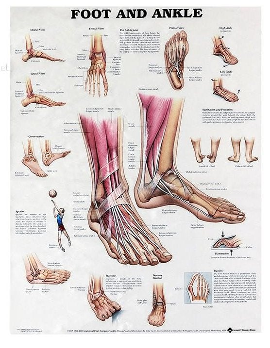 Voet En Enkel Menselijke Anatomie Poster / School Medisch, Verzenden, Nieuw