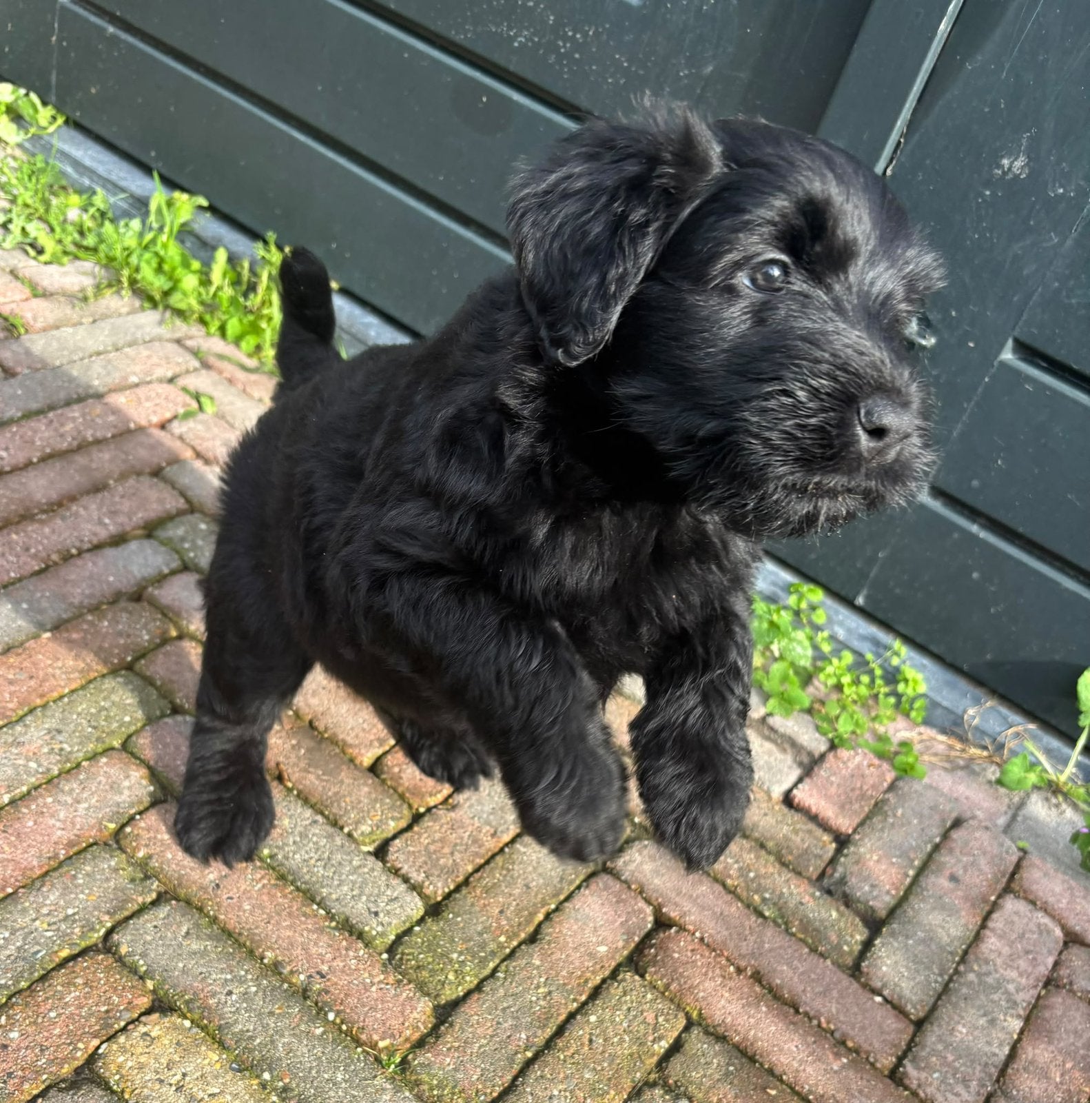 Bouvier des Flandres pups te koop, Bouvier, 8 tot 15 weken, Teef, CDV (hondenziekte)