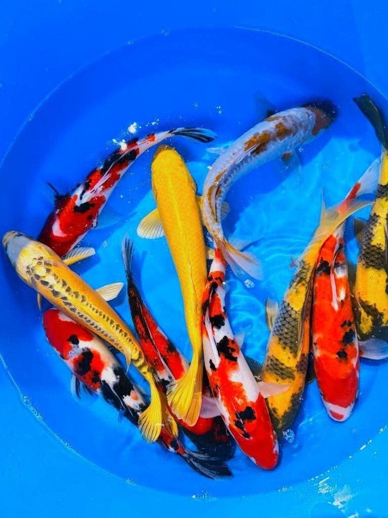 Nisai van Marusei volop in ontwikkeling scherp geprijsd!, Dieren en Toebehoren, Vissen | Vijvervissen, Karper of Koi