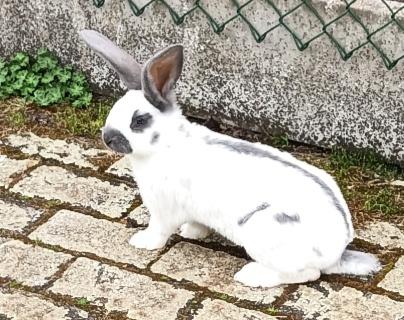 Konijn Lotharinger reuze vlinder ram, Dieren en Toebehoren, Konijnen, Mannelijk, Groot, 0 tot 2 jaar
