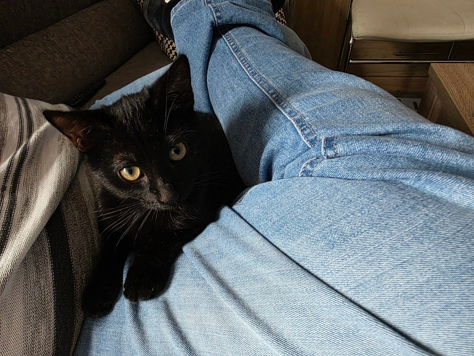 moederpoes en kitten, Poes