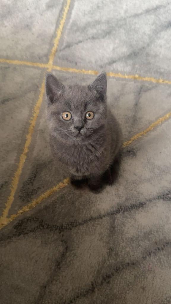 Britse Korthaar kittens te koop., Dieren en Toebehoren, Katten en Kittens | Overige Katten, Kater, Kortharig, 0 tot 2 jaar