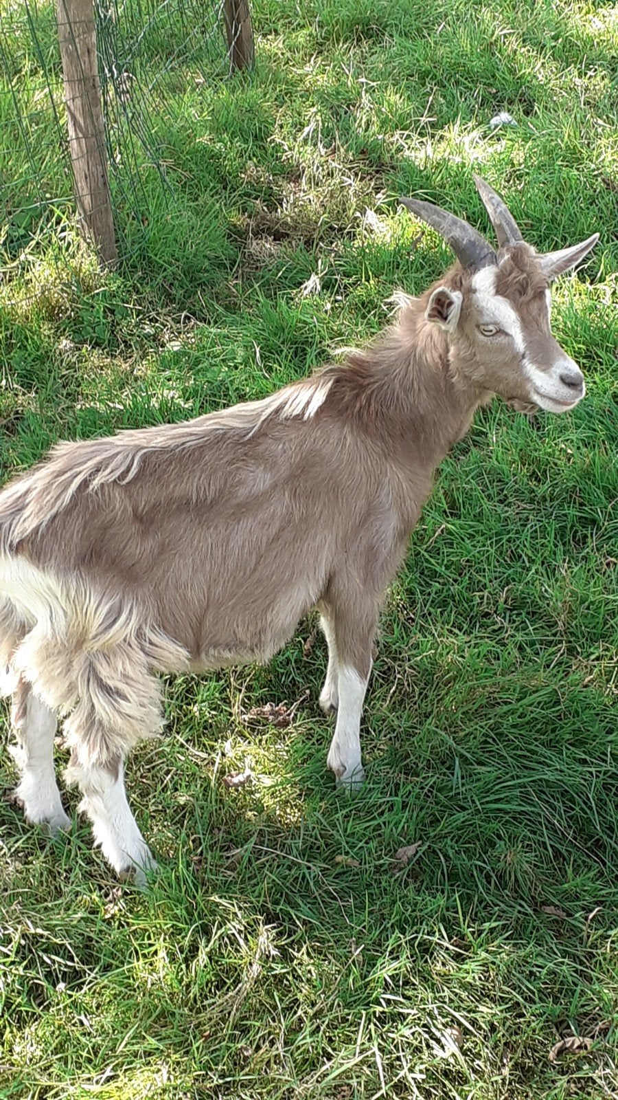 Toggenburger bok met horens, geboren April, Mannelijk, Geit, 0 tot 2 jaar