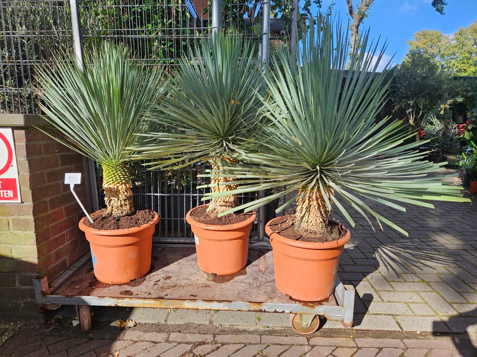 Olijfbomen, palmen, druiven en meer: foto 1 van 399 -> 349, Tuin en Terras, Ophalen of Verzenden, Volle zon, Overige soorten