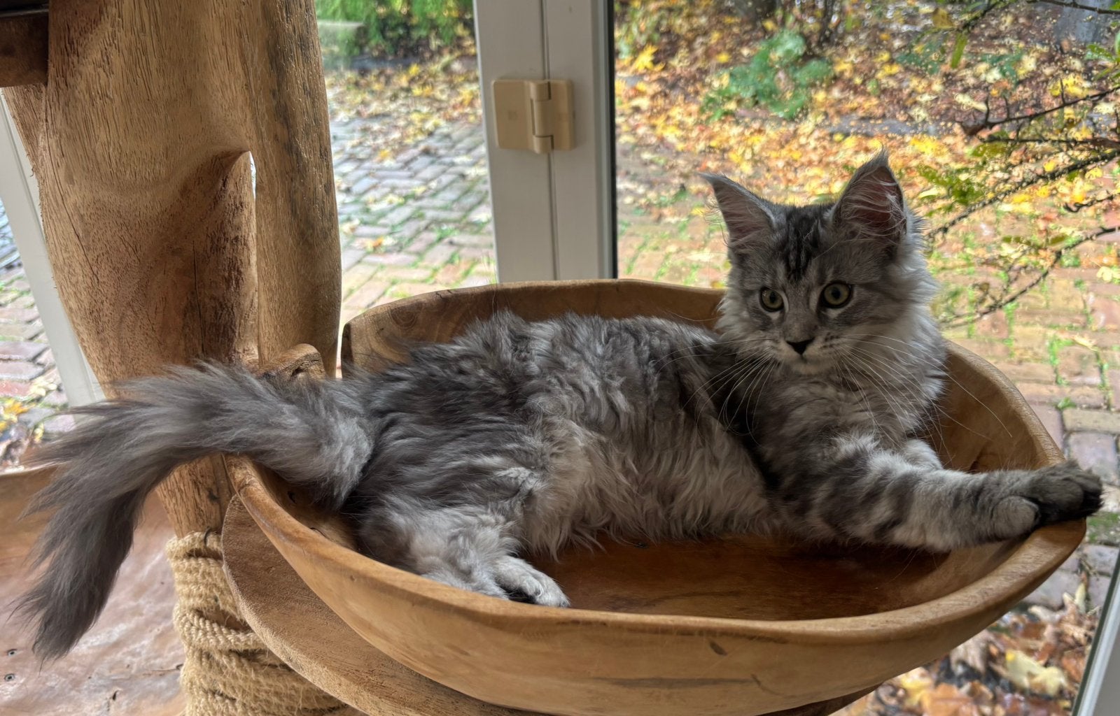 XXL Maine Coon Kittens beschikbaar € 1450 met stamboom, Meerdere dieren