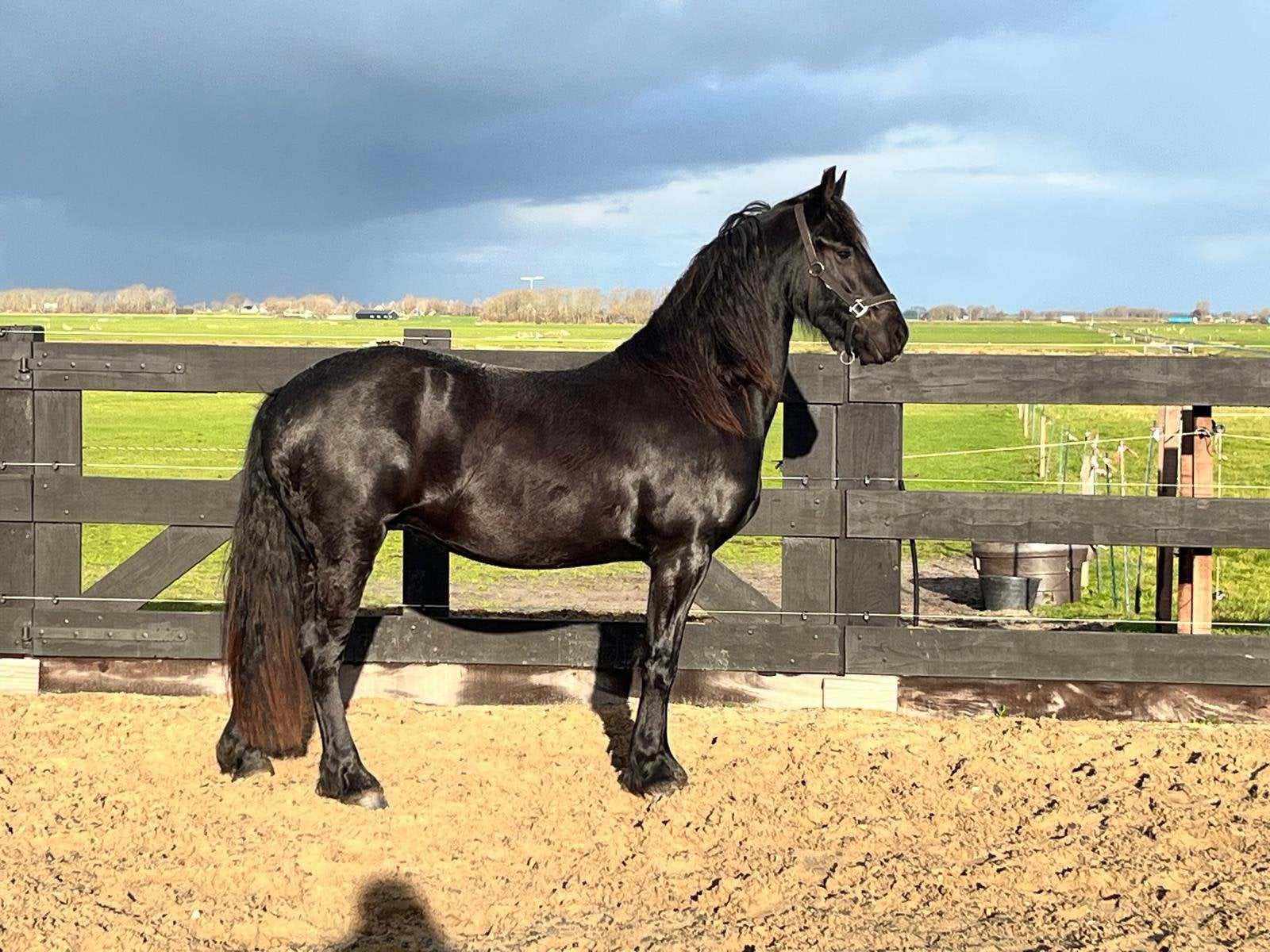Te koop Lieve 3 jarige Friese merrie Yara, Ophalen