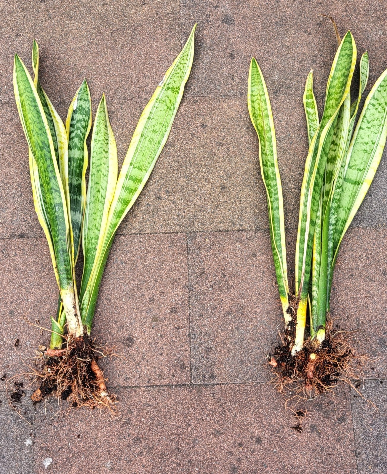 Sansevieria Laurentii - Vrouwentong Kamerplanten, Ophalen, Overige soorten, Halfschaduw, Minder dan 100 cm