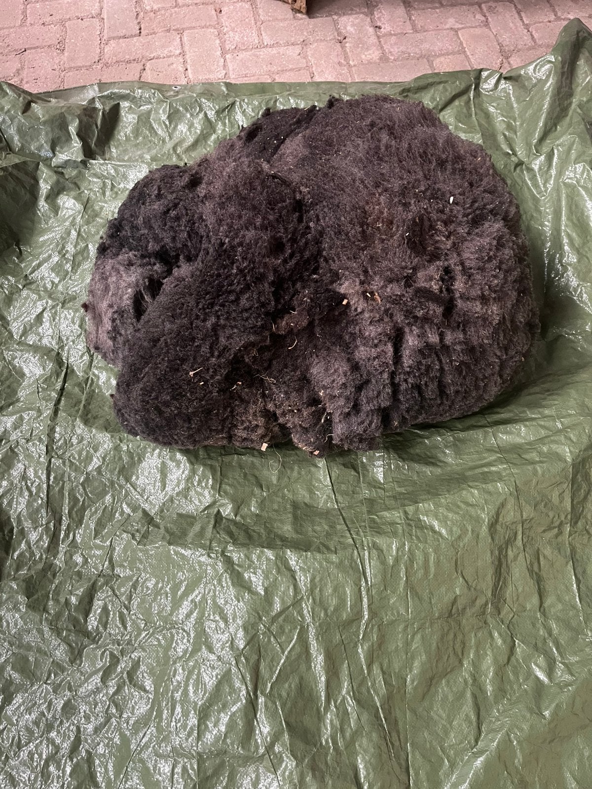 Schapenwol 1 Vacht Blauwe Texelaar, Ophalen of Verzenden, Nieuw, Wolvilt