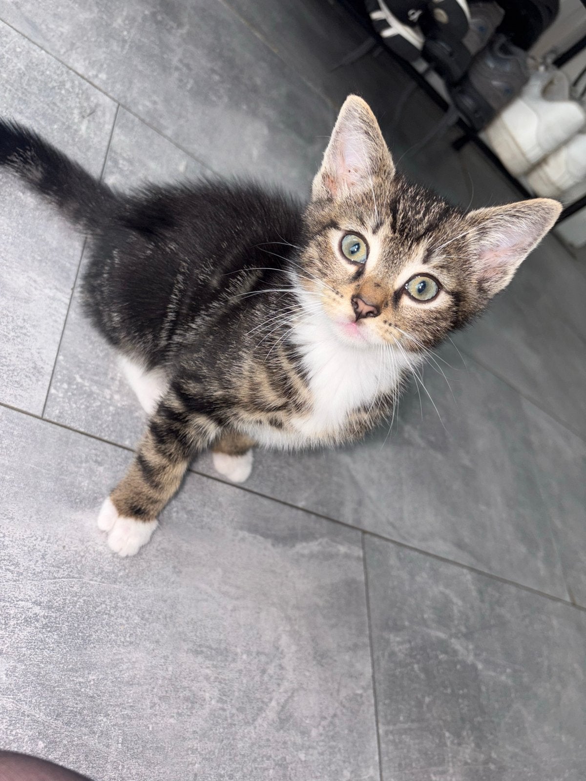 Kittens, Dieren en Toebehoren, Katten en Kittens | Overige Katten, Meerdere dieren