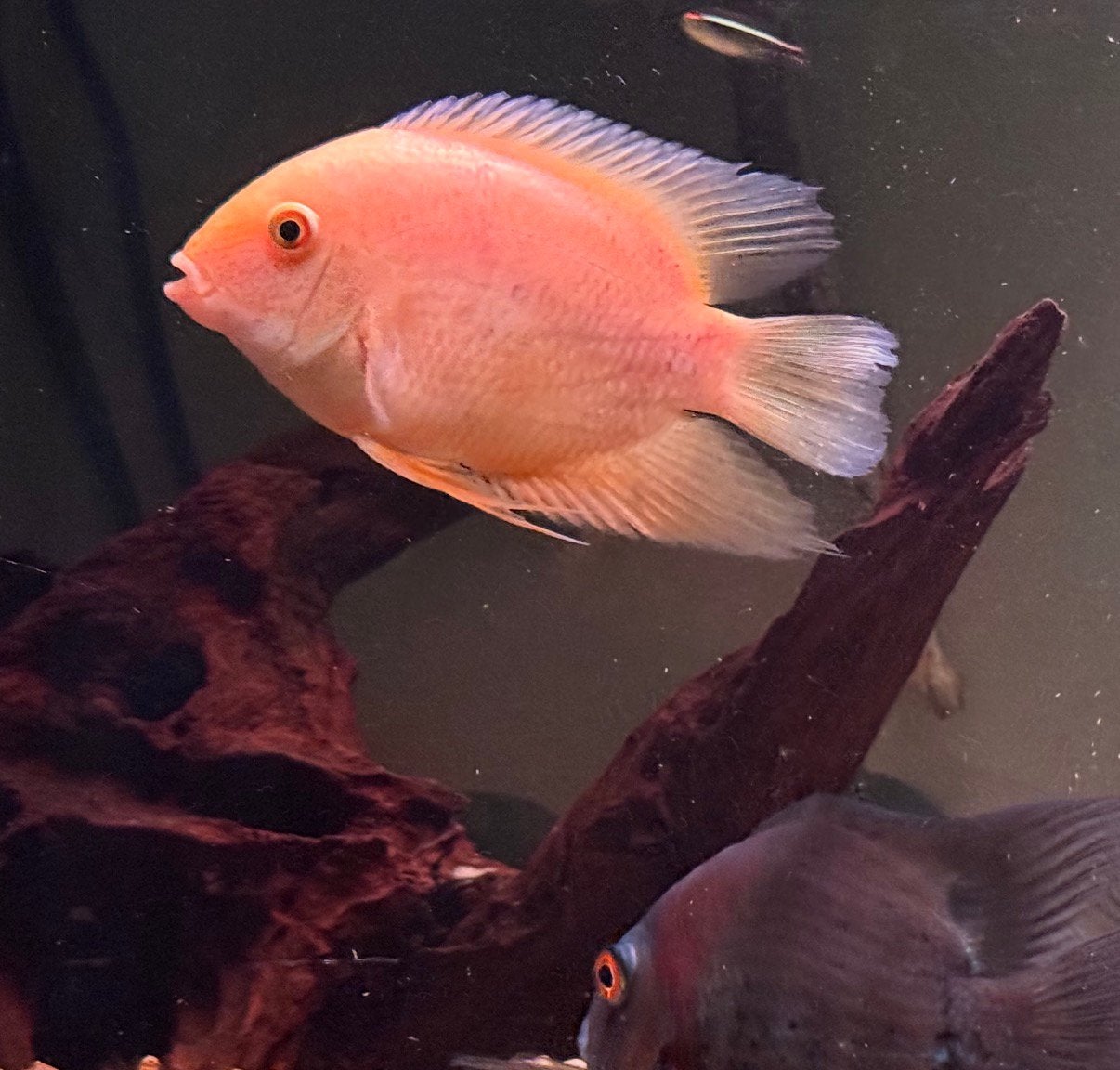 Albino/Gold Severum (Heros efasciatus), Dieren en Toebehoren, Vis