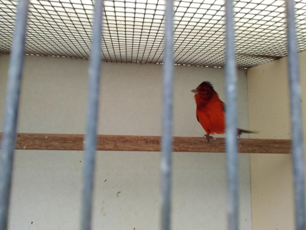F1 Kapoetsensijs Bastaard, Dieren en Toebehoren, Vogels | Overige Vogels, Mannelijk, Tropenvogel, Geringd