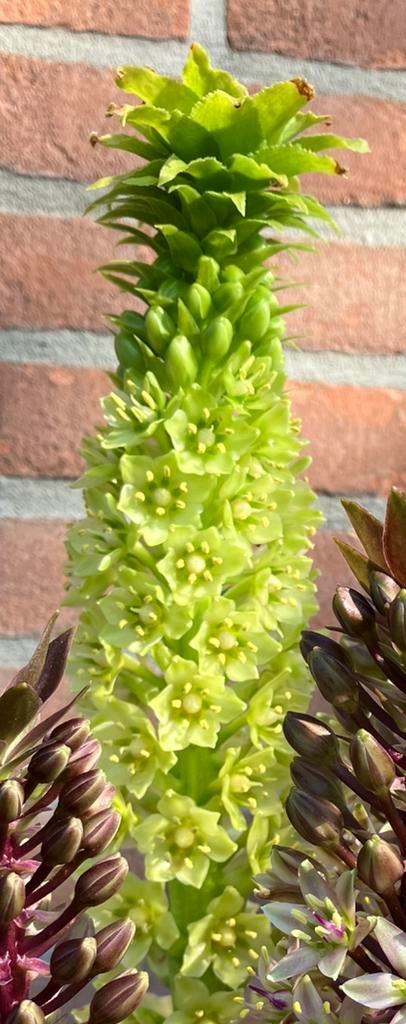 Eucomis pole-evansii, kuiflelie wit /ananas plant, Ophalen