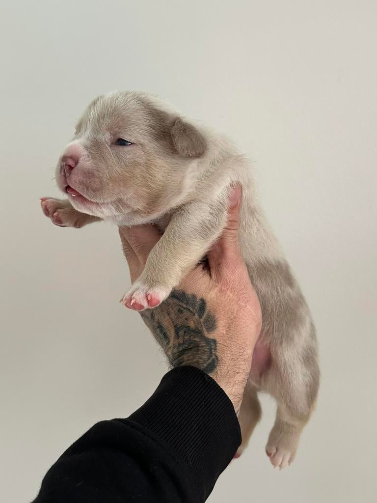 American bully pup, Dieren en Toebehoren, Overige rassen, CDV (hondenziekte), 8 tot 15 weken, Teef